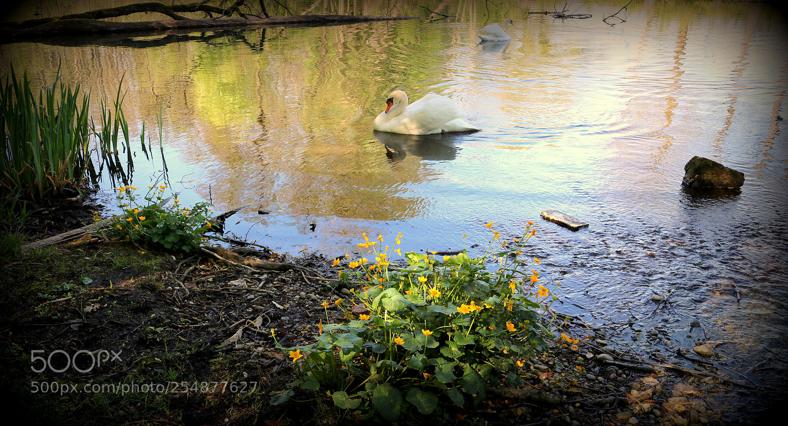 Canon EOS 750D (EOS Rebel T6i / EOS Kiss X8i) sample photo. "im frÜhlingsweiher" photography