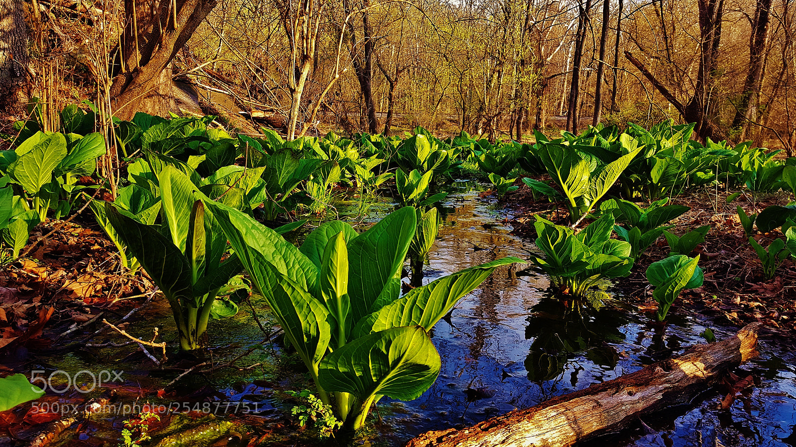 Samsung Galaxy S6 sample photo. Skunk cabbage forest 2018 photography