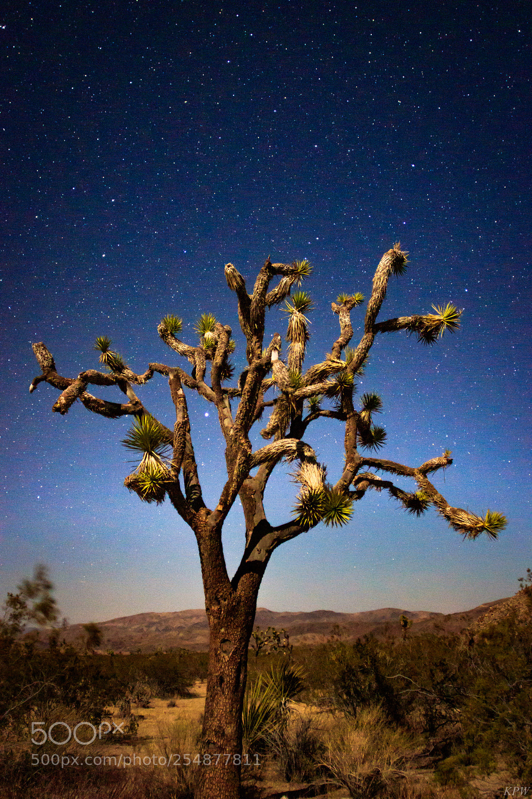 Canon EOS 80D sample photo. Joshua tree photography