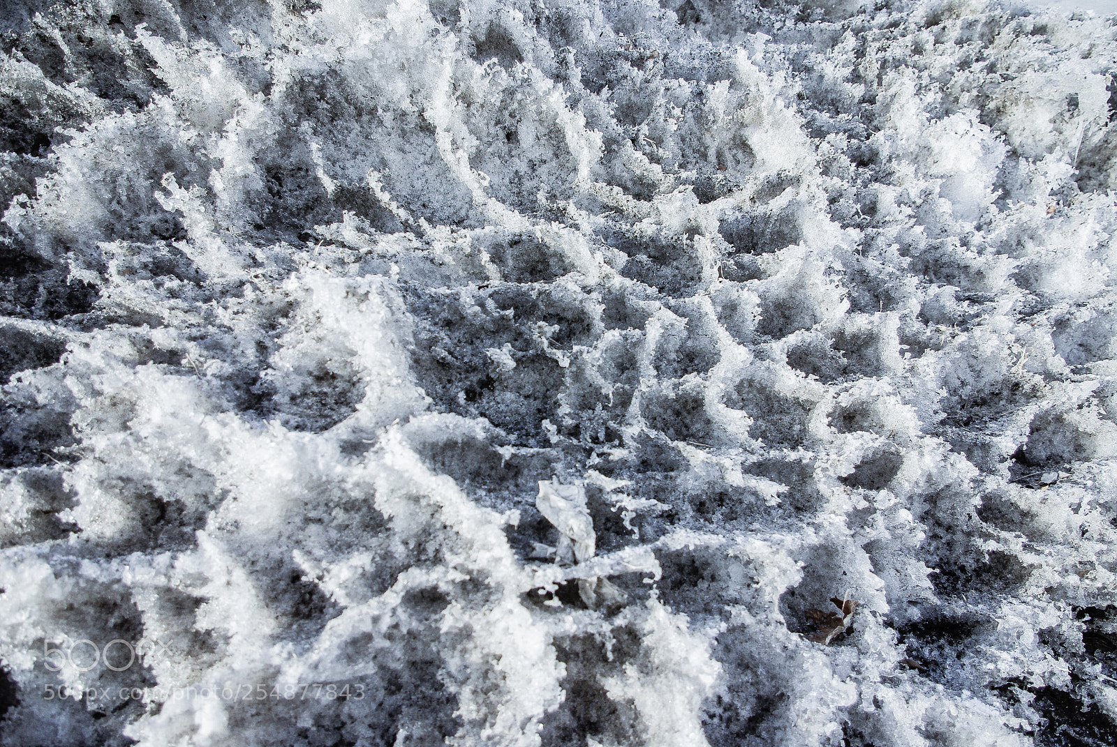 Pentax K10D sample photo. Forest of winter photography