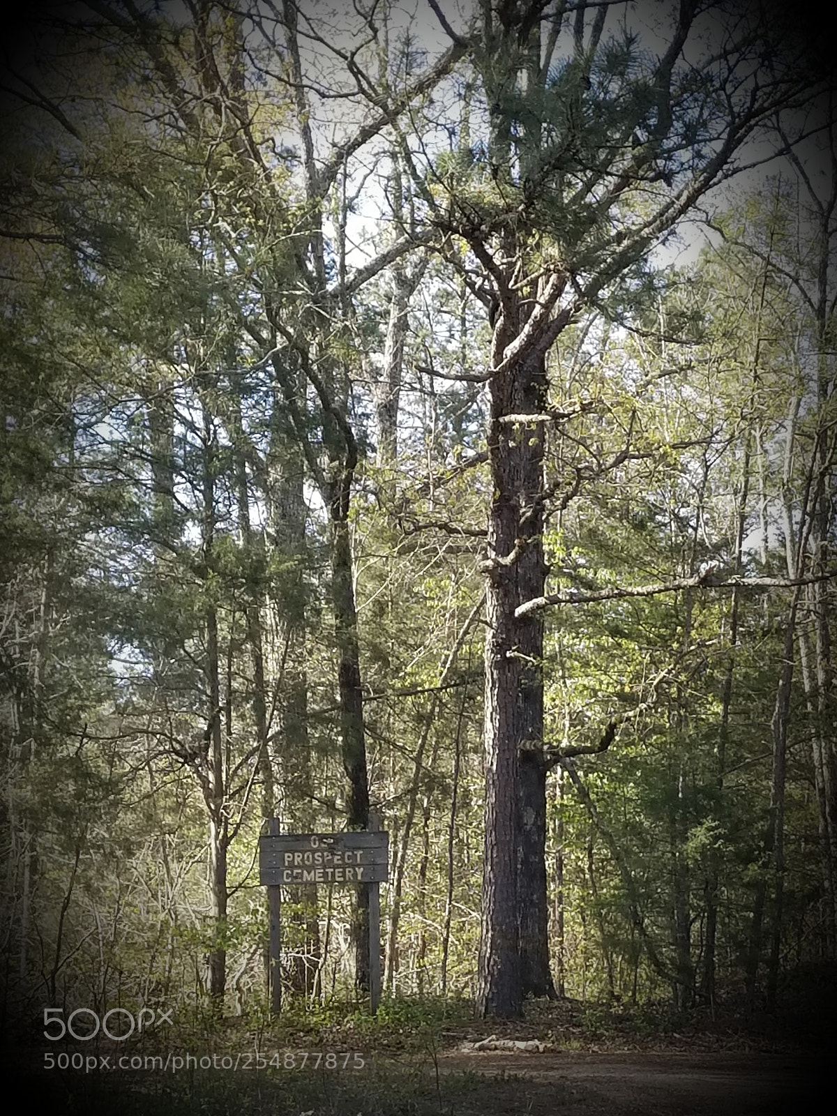 Samsung Galaxy S8+ sample photo. Untitled photography