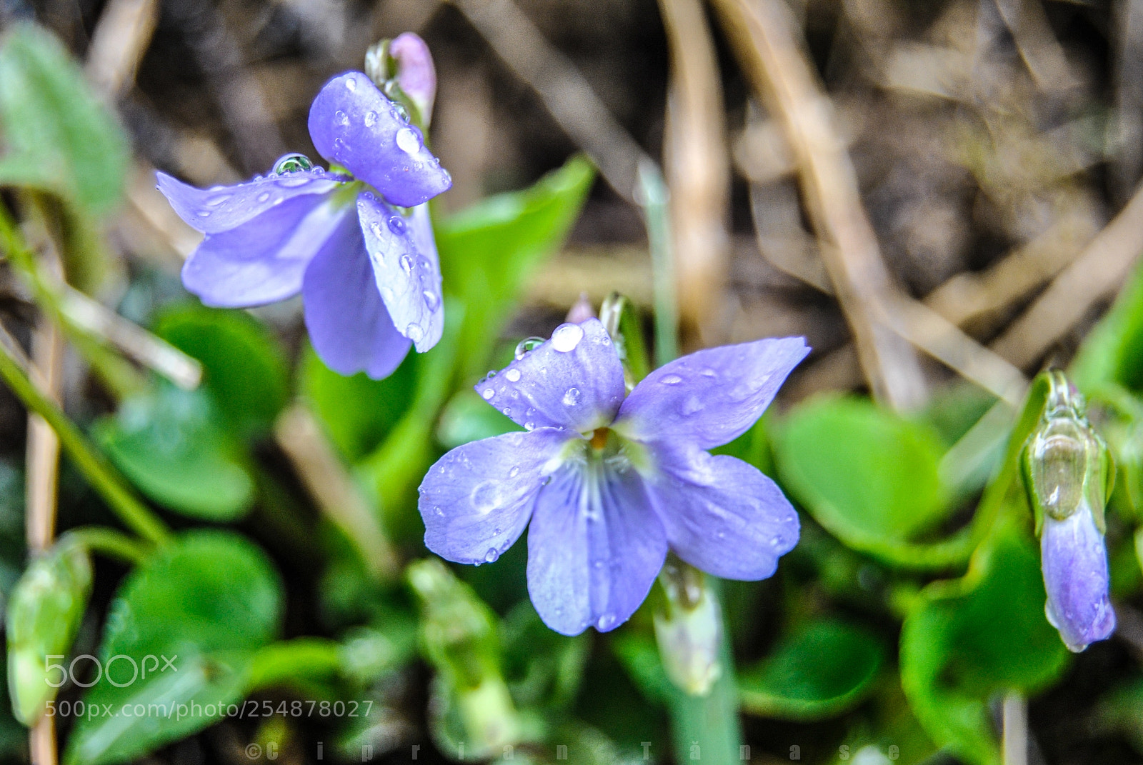 Nikon D3000 sample photo. Morning rain photography