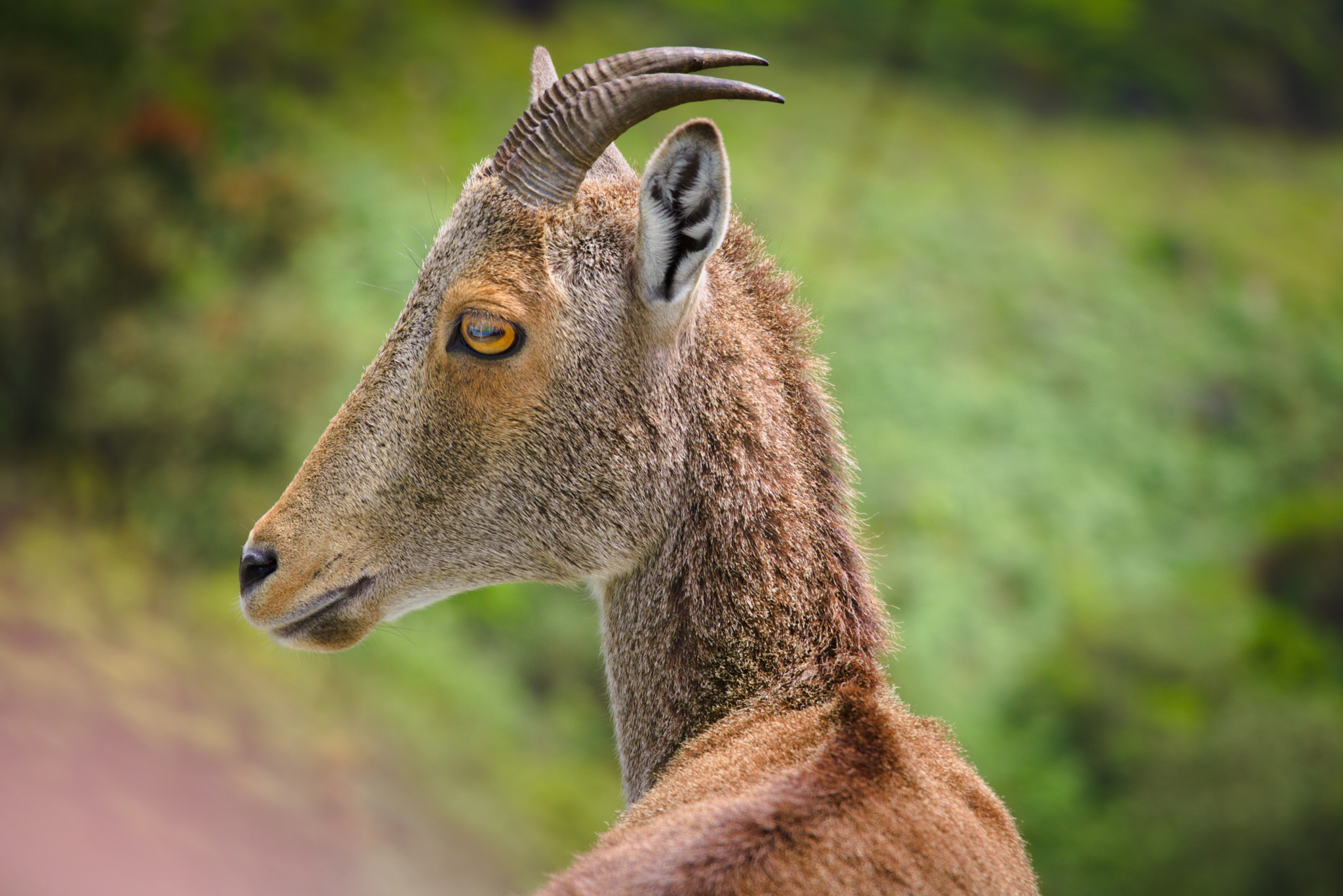 Canon EOS 750D (EOS Rebel T6i / EOS Kiss X8i) sample photo. Nilgiri ibex photography