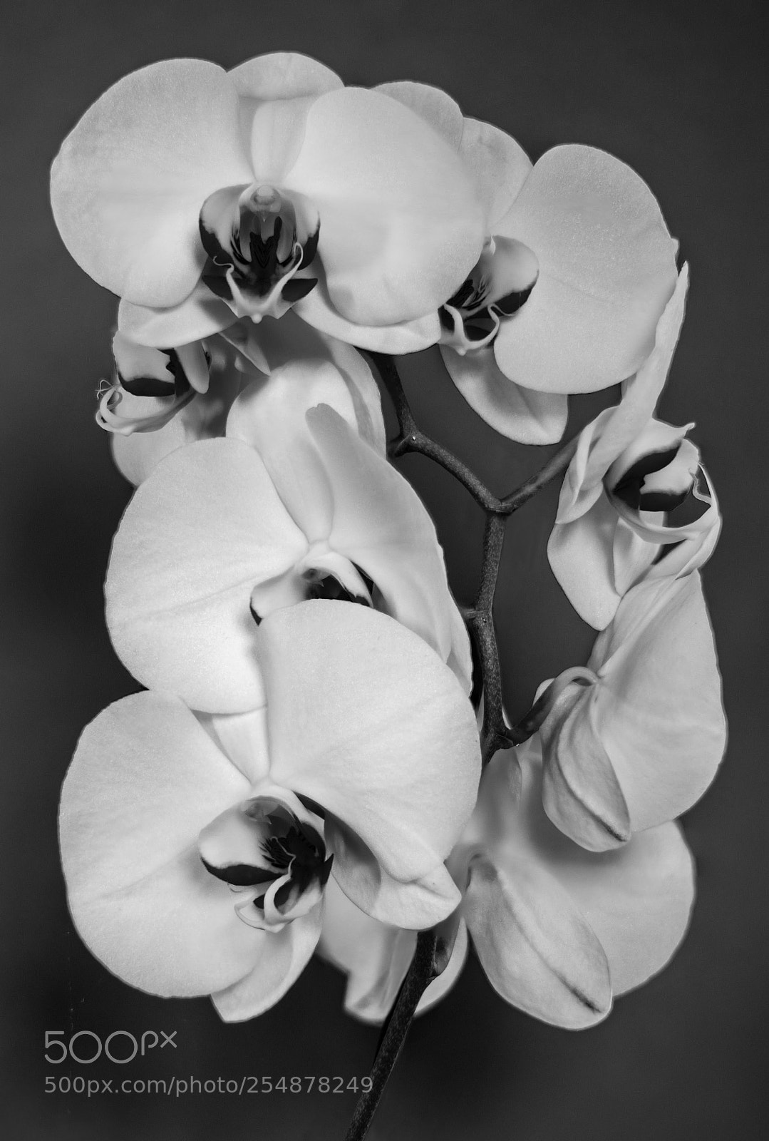 Nikon D800E sample photo. Orchid study photography