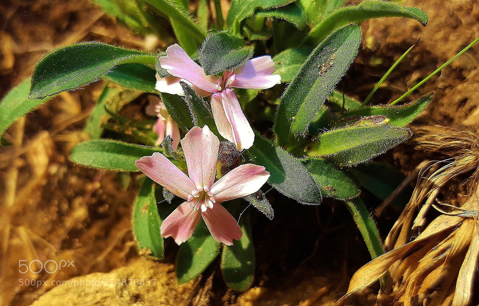 Samsung Galaxy S6 sample photo. Wild pink 2018 photography