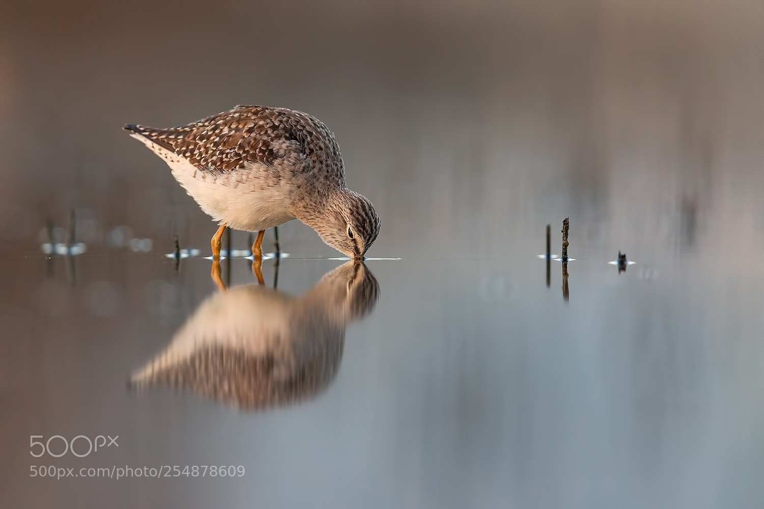 Canon EOS 5D Mark IV sample photo. Woodsandpiper special background photography