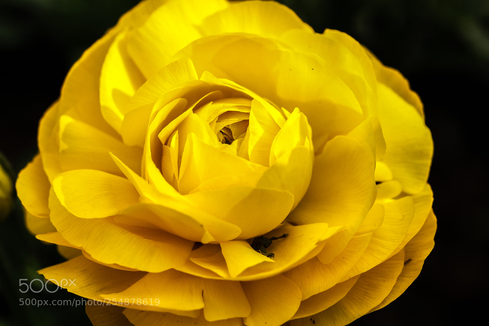 Canon EOS 5D Mark II sample photo. In yellow photography