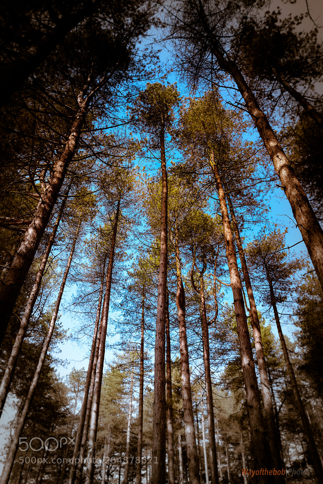 Canon EOS 5D Mark IV sample photo. Things are looking up photography