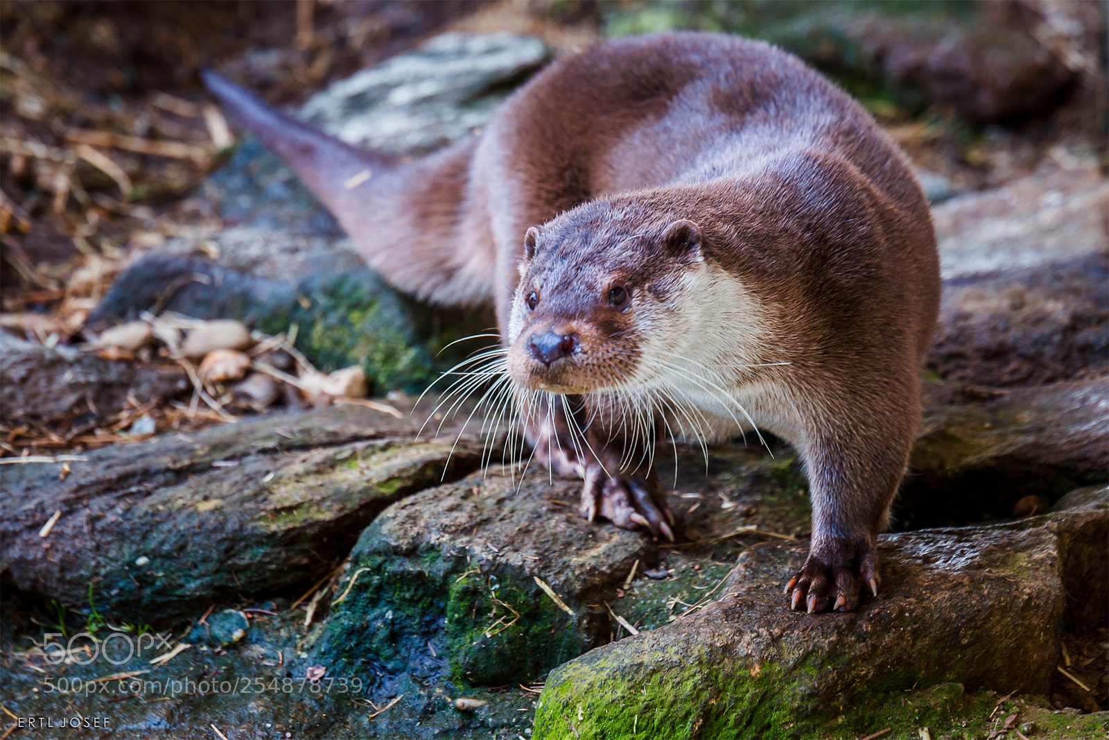 Canon EOS 70D sample photo. Fischotter photography