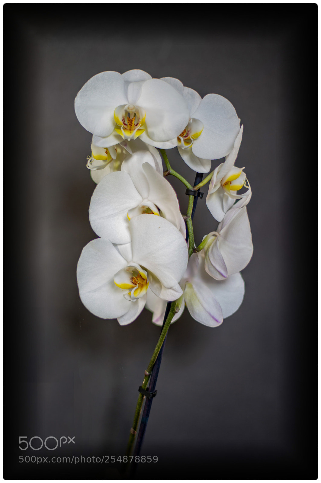 Nikon D800E sample photo. The orchid photography
