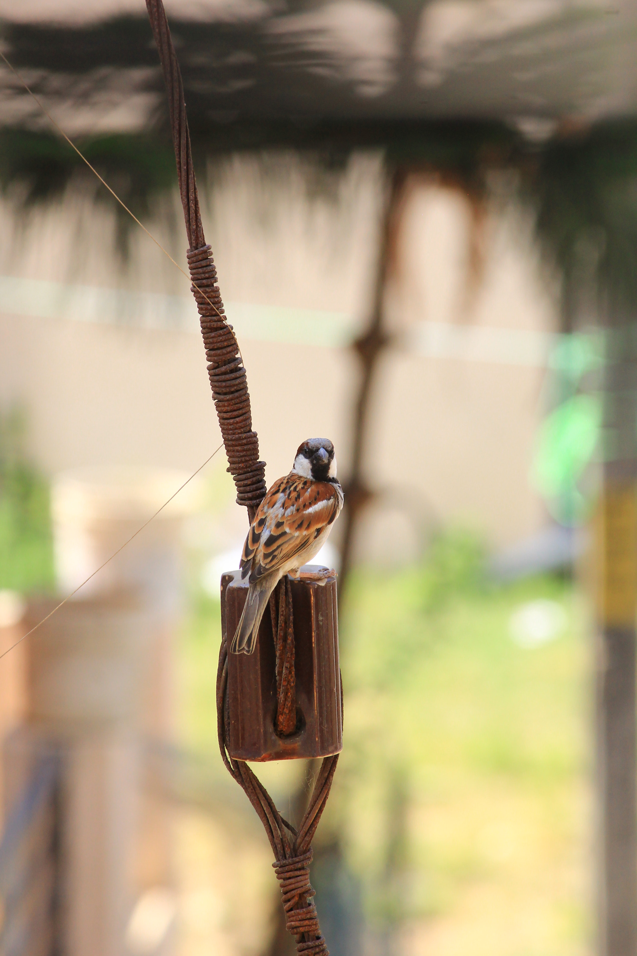 Canon EF-S 55-250mm F4-5.6 IS II sample photo. Sparrow photography