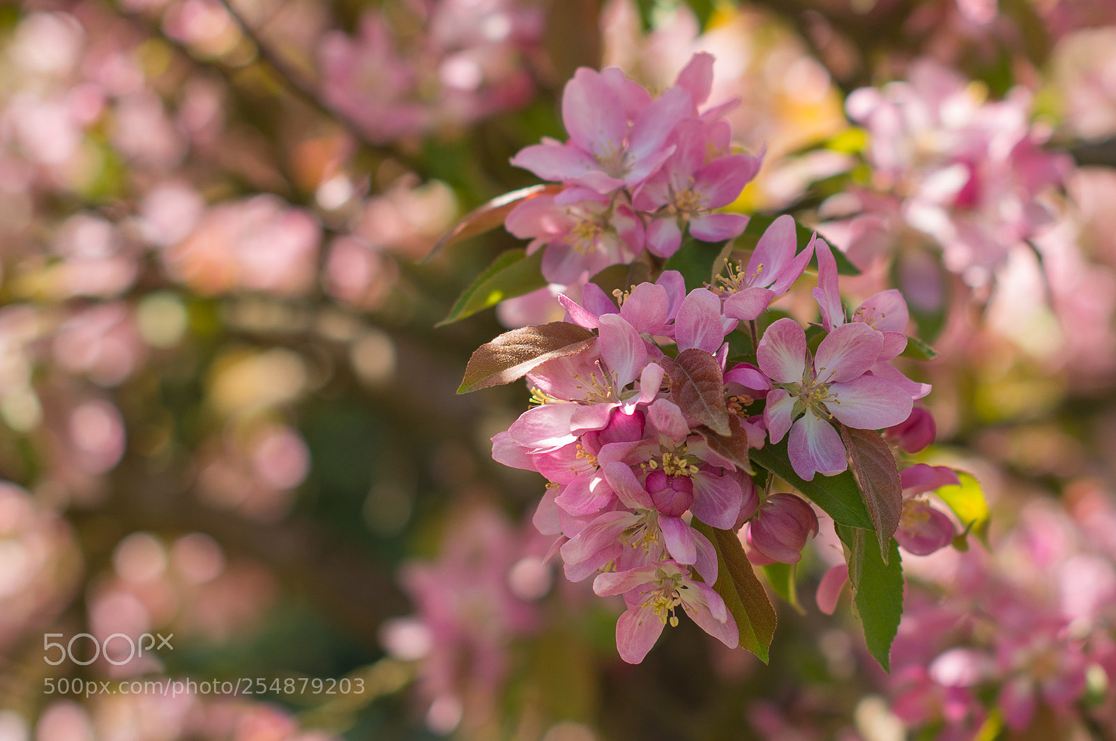 Nikon D610 sample photo. The world of cherry photography