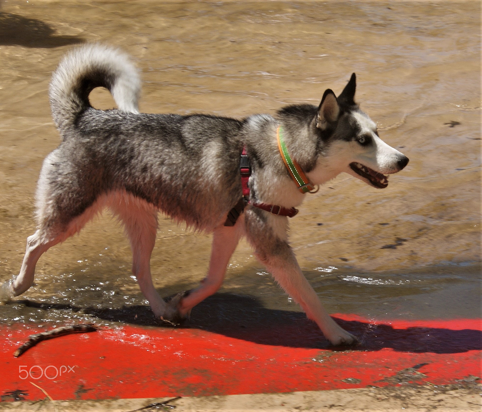 Sony Alpha DSLR-A330 sample photo. Husky park time photography