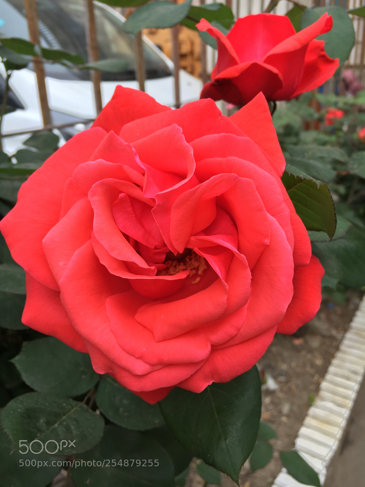 Apple iPhone 6s sample photo. Red china rose photography
