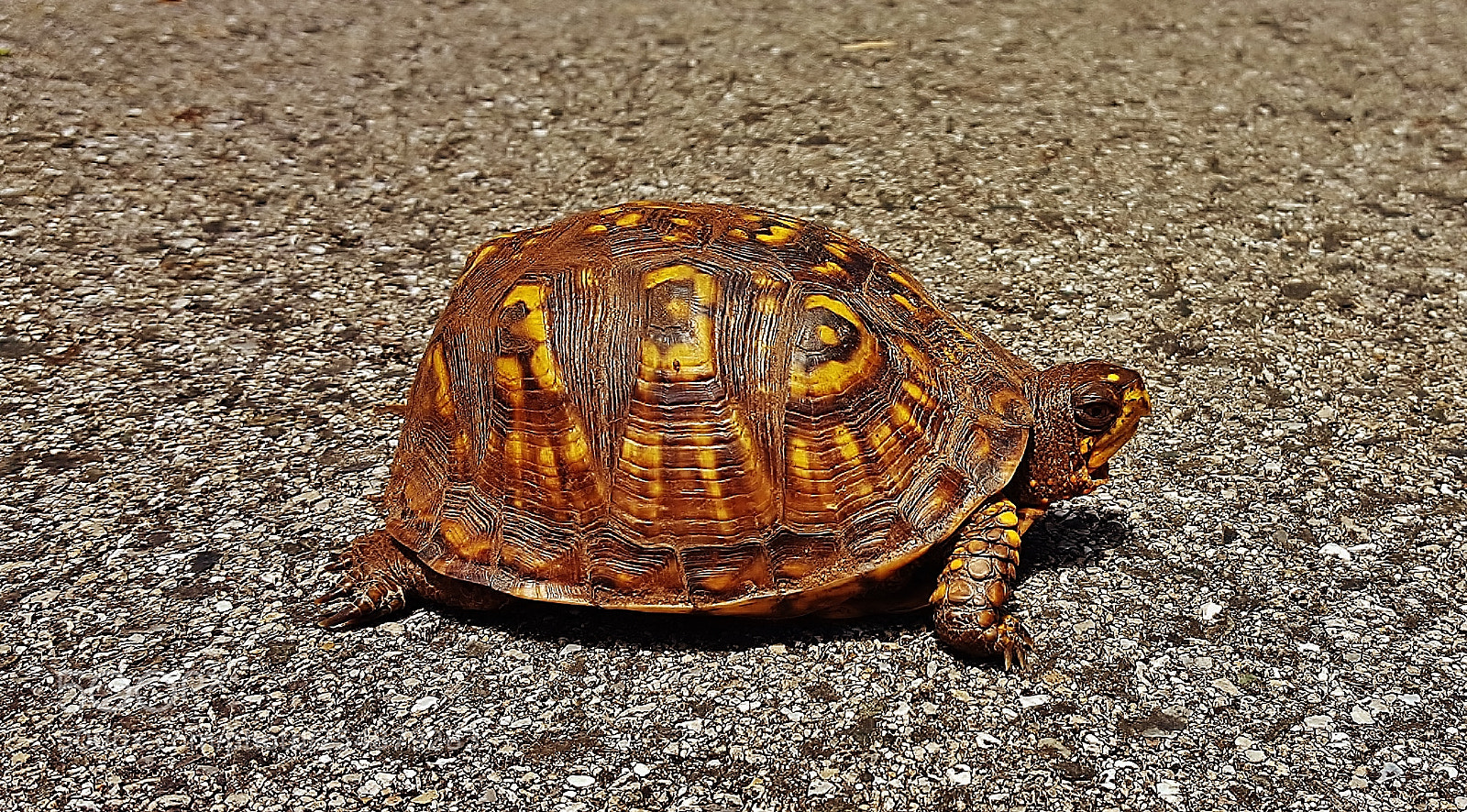 Samsung Galaxy S6 sample photo. Box turtle crossing the photography
