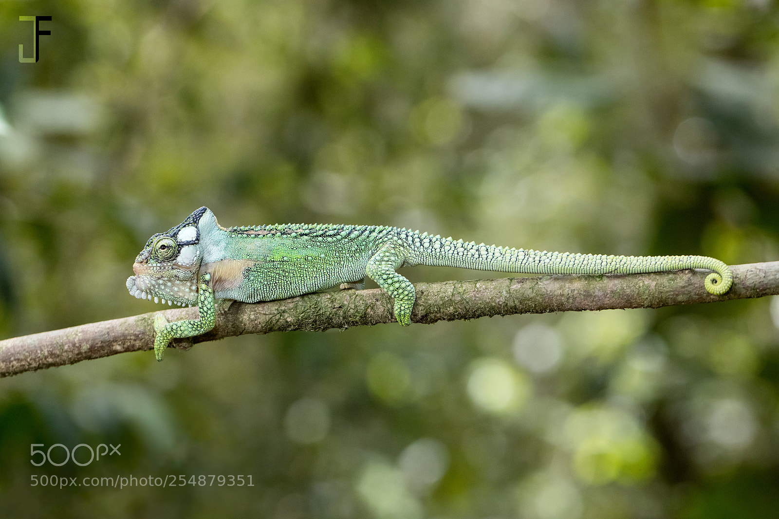 Canon EOS-1D X Mark II sample photo. Bradypodion damaranum - knysna photography