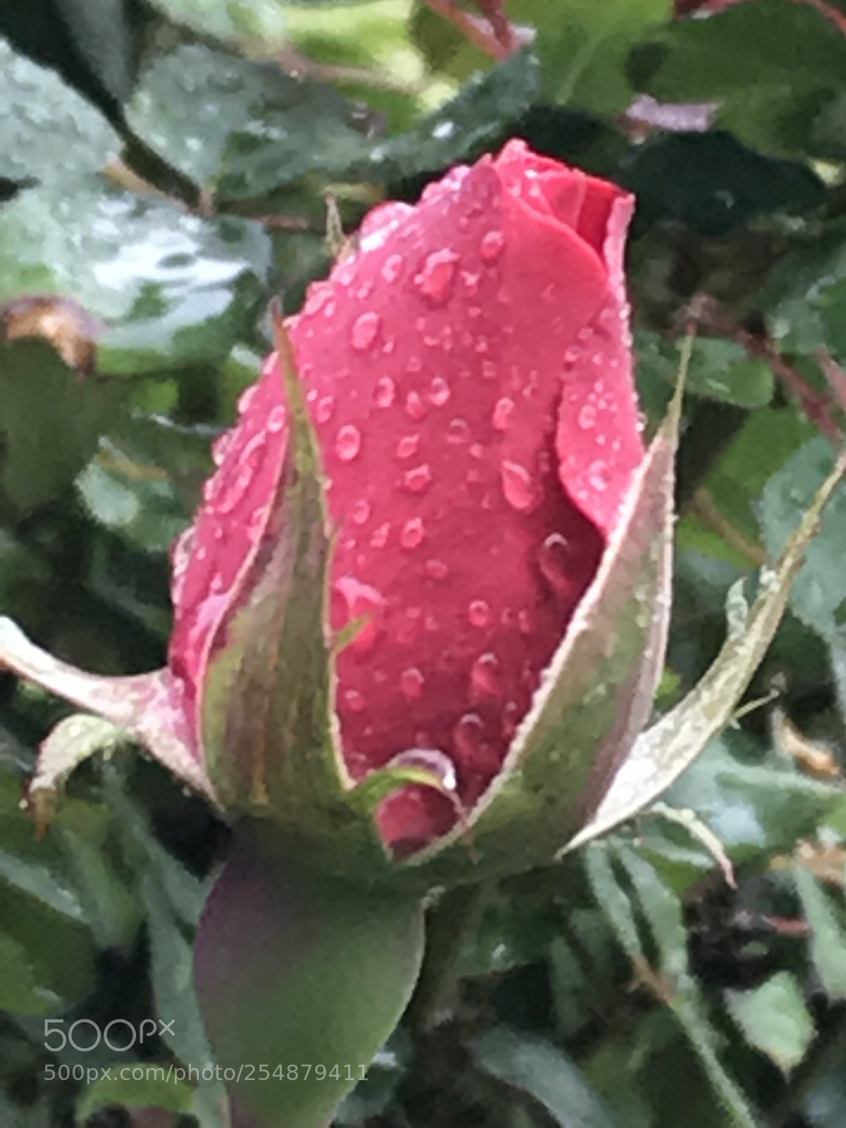 Apple iPhone 7 Plus sample photo. Raindrops on roses photography