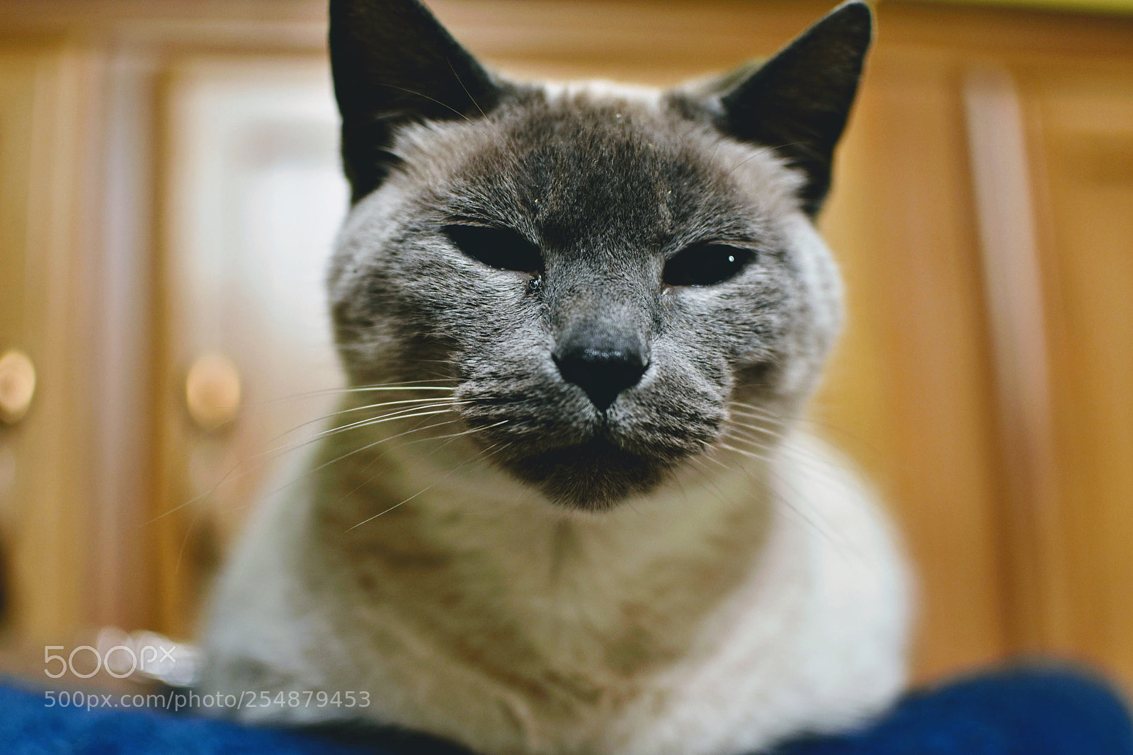Nikon D3400 sample photo. Queen bobby photography