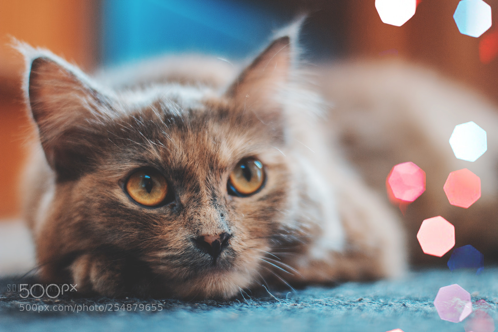 Canon EOS 60D sample photo. Bluffy. photography