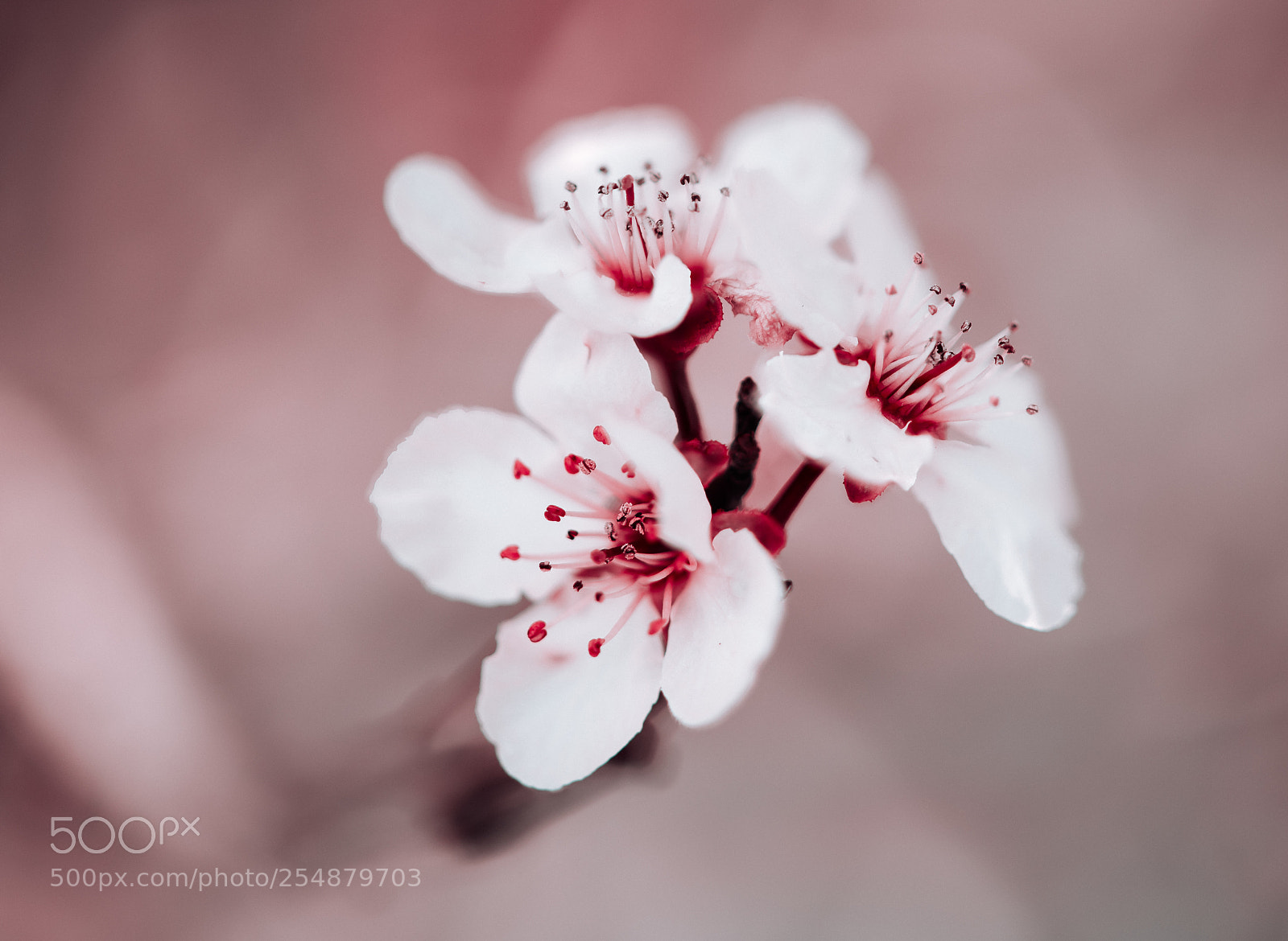 Nikon D850 sample photo. 111/365 photography
