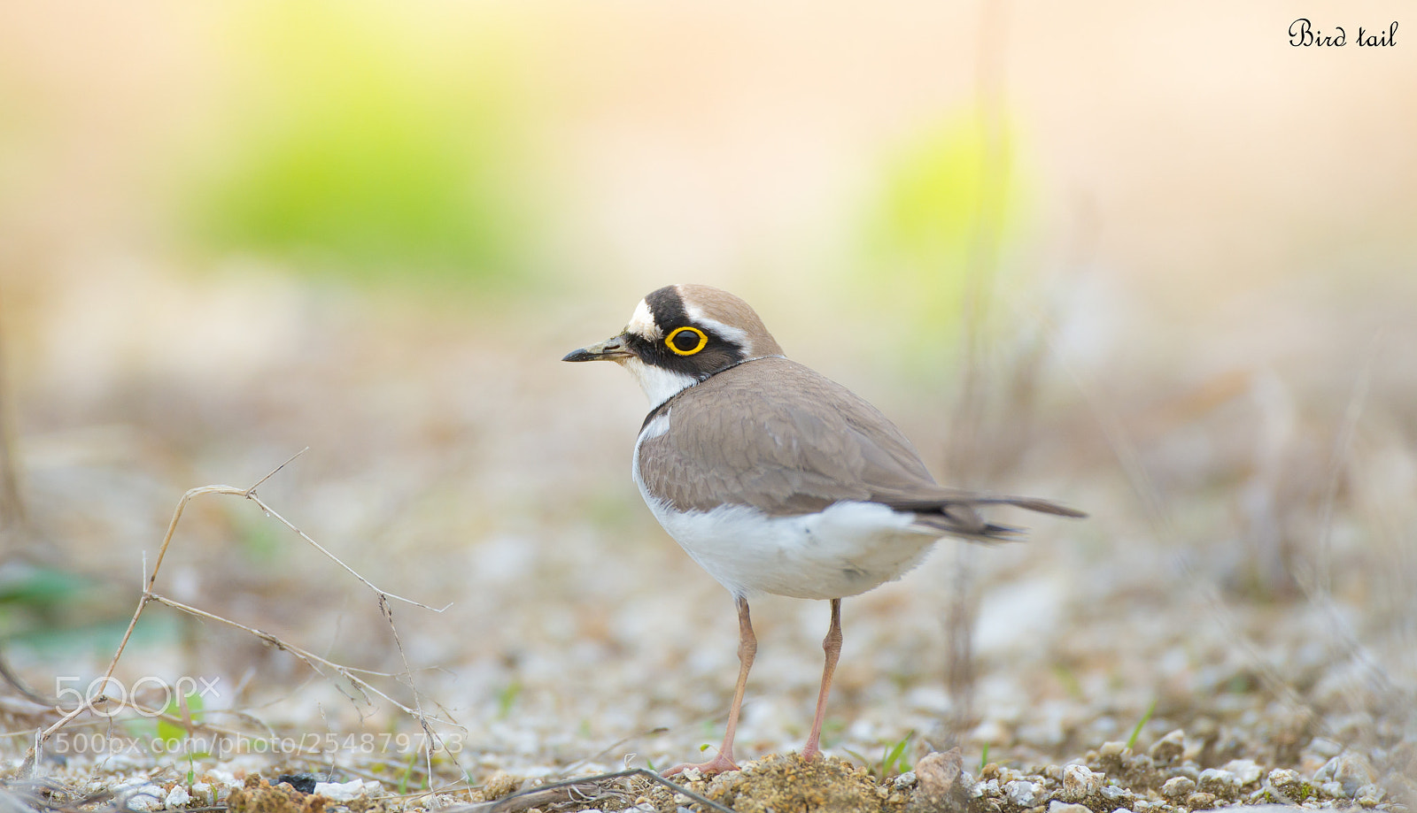 Nikon D4 sample photo. Little ringed plover in photography