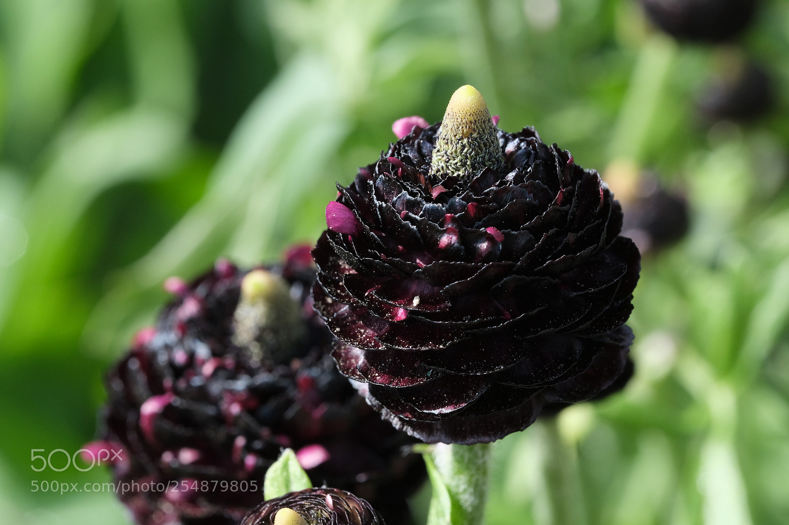 Fujifilm X-T2 sample photo. First flowers to see photography
