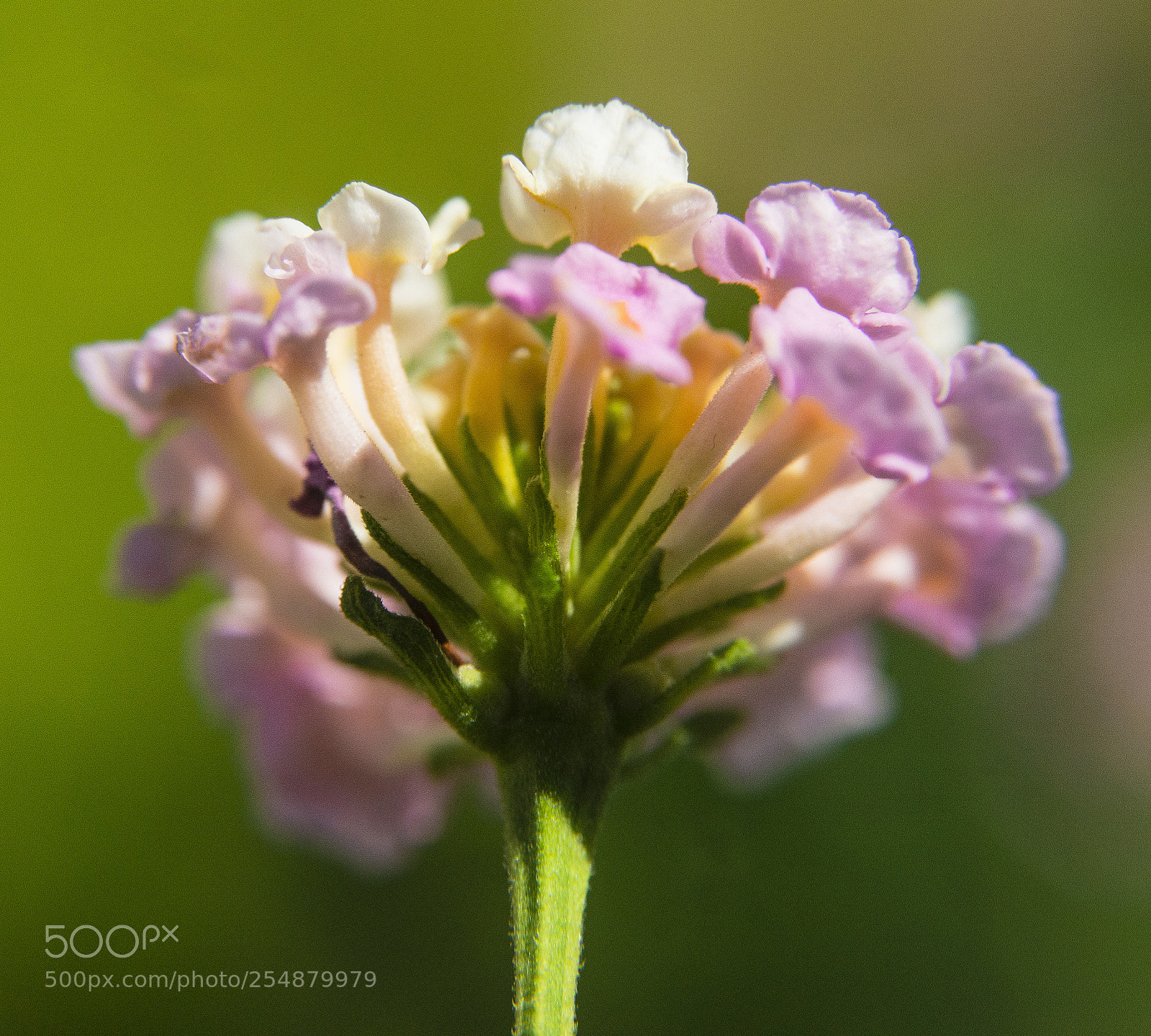Nikon D800 sample photo. Beauty of nature photography