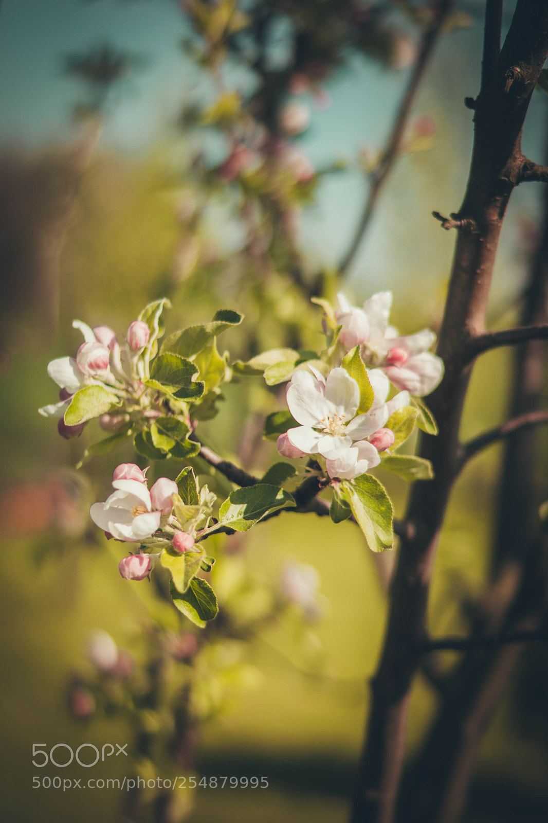 Sony SLT-A65 (SLT-A65V) sample photo. Flower photography