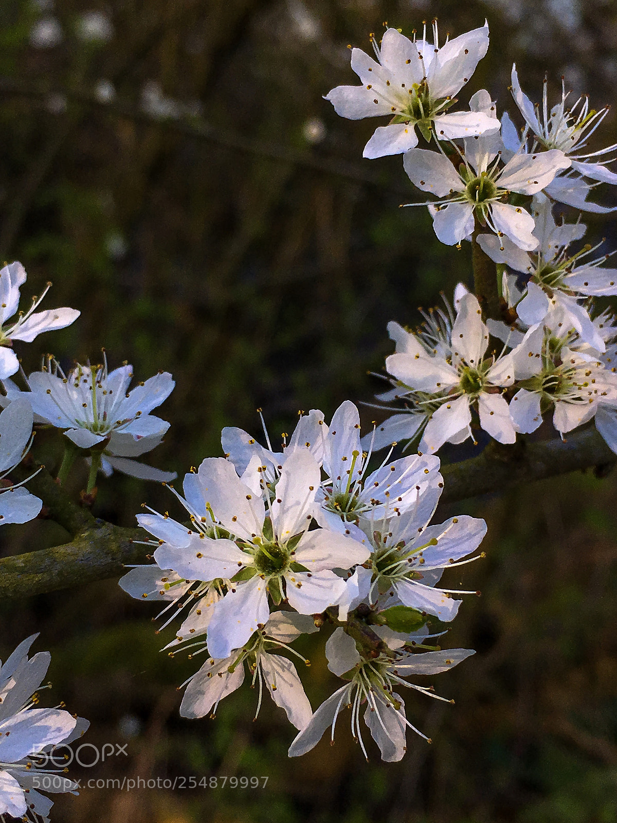 Apple iPhone 6s Plus sample photo. Wild white  photography
