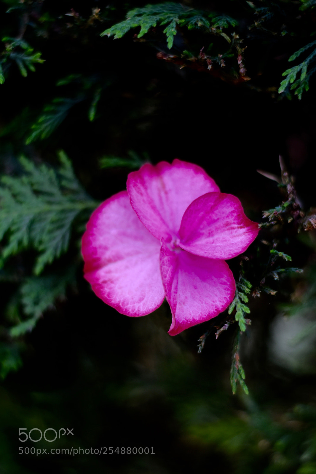 Nikon D3400 sample photo. Dsc photography