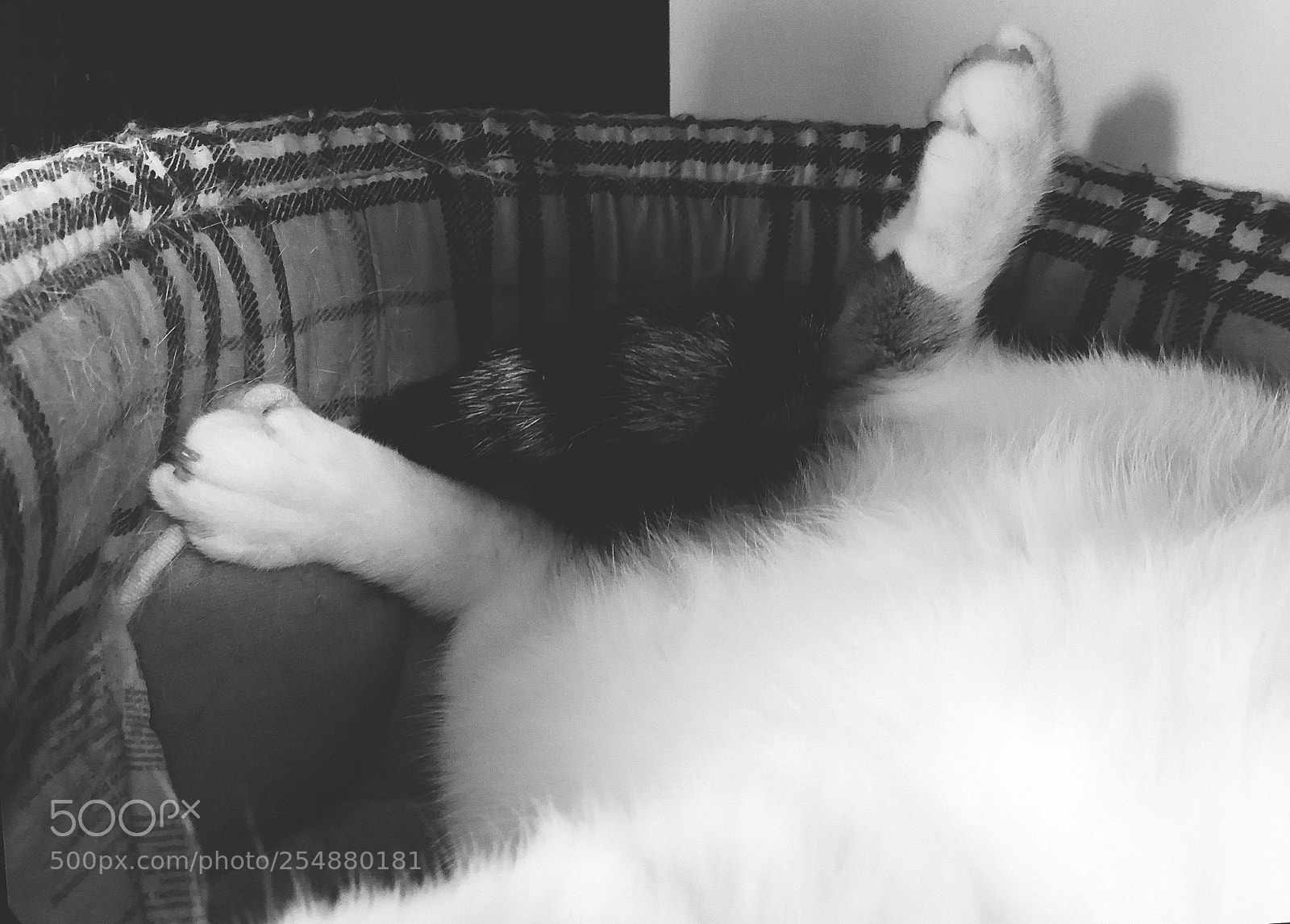 HUAWEI P10 sample photo. Caturday photography