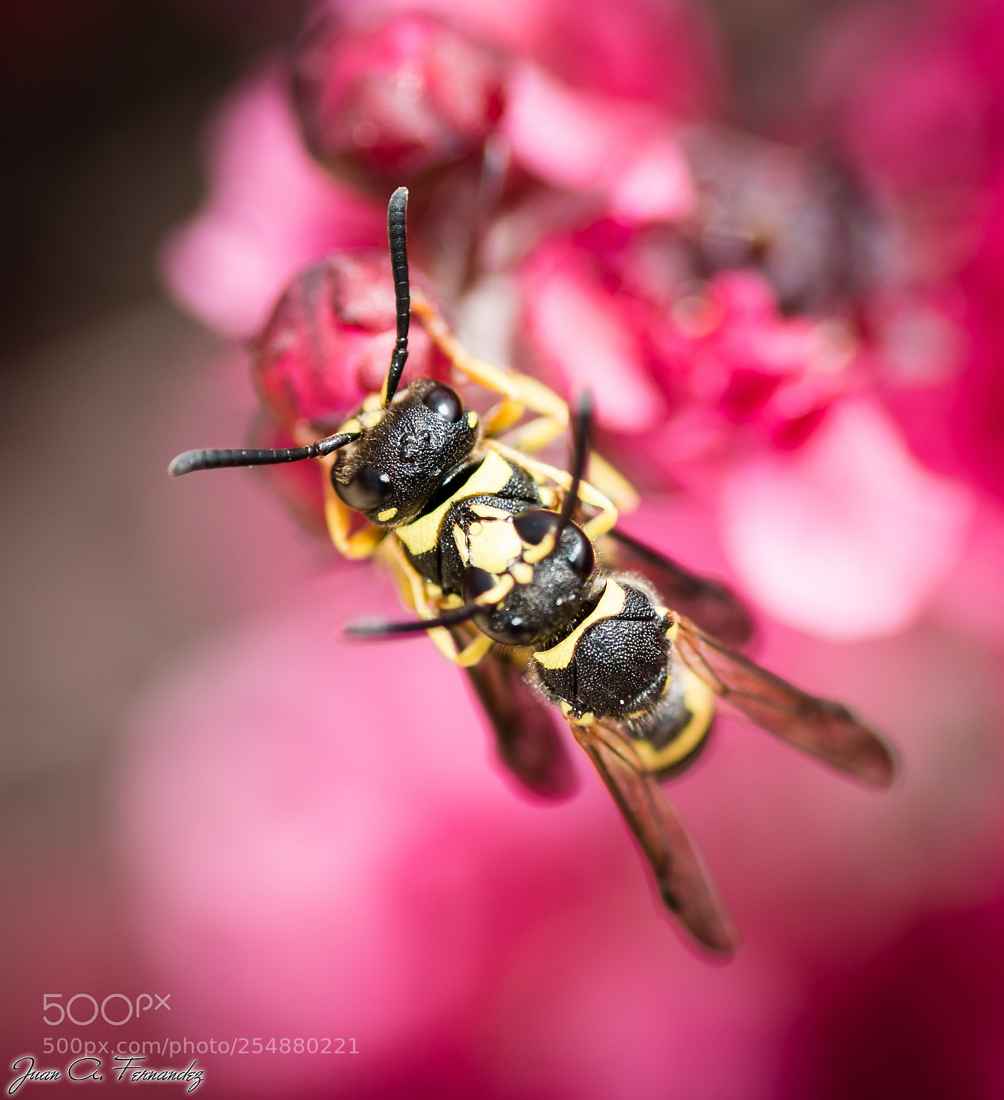 Nikon D7200 sample photo. Wasp love photography