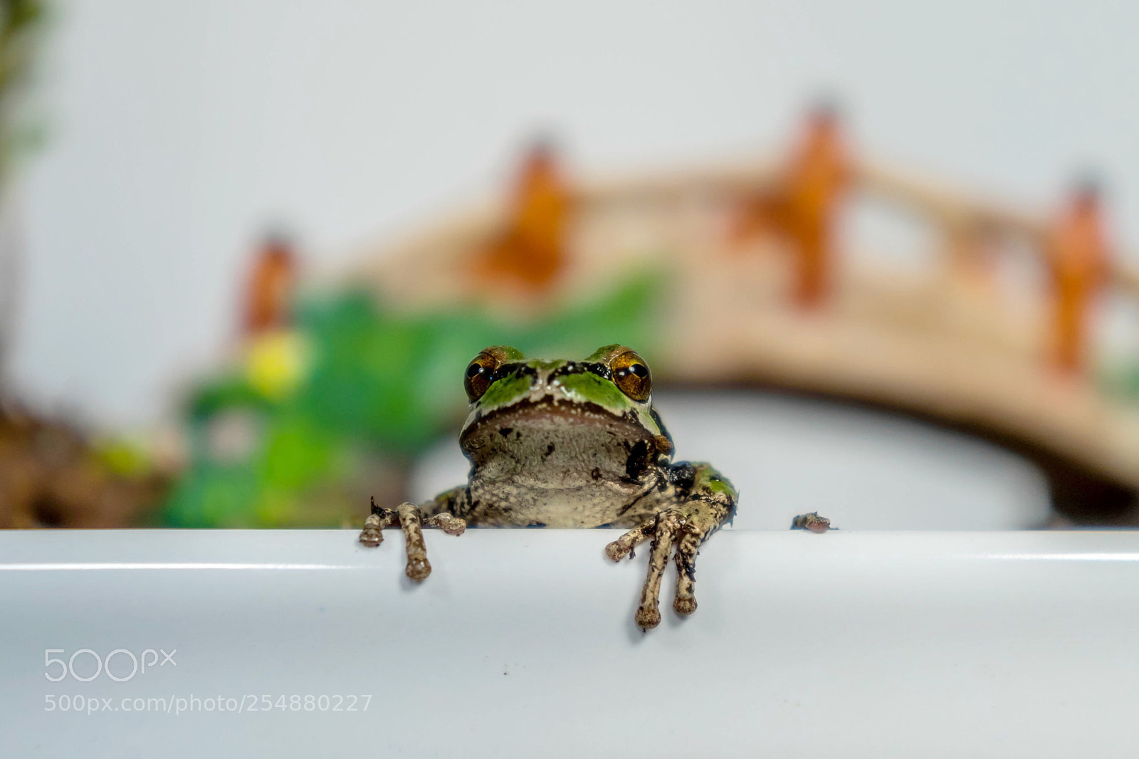 Sony a7 sample photo. Frog photography