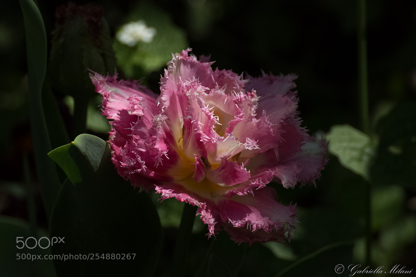 Canon EOS 70D sample photo. Shadows photography