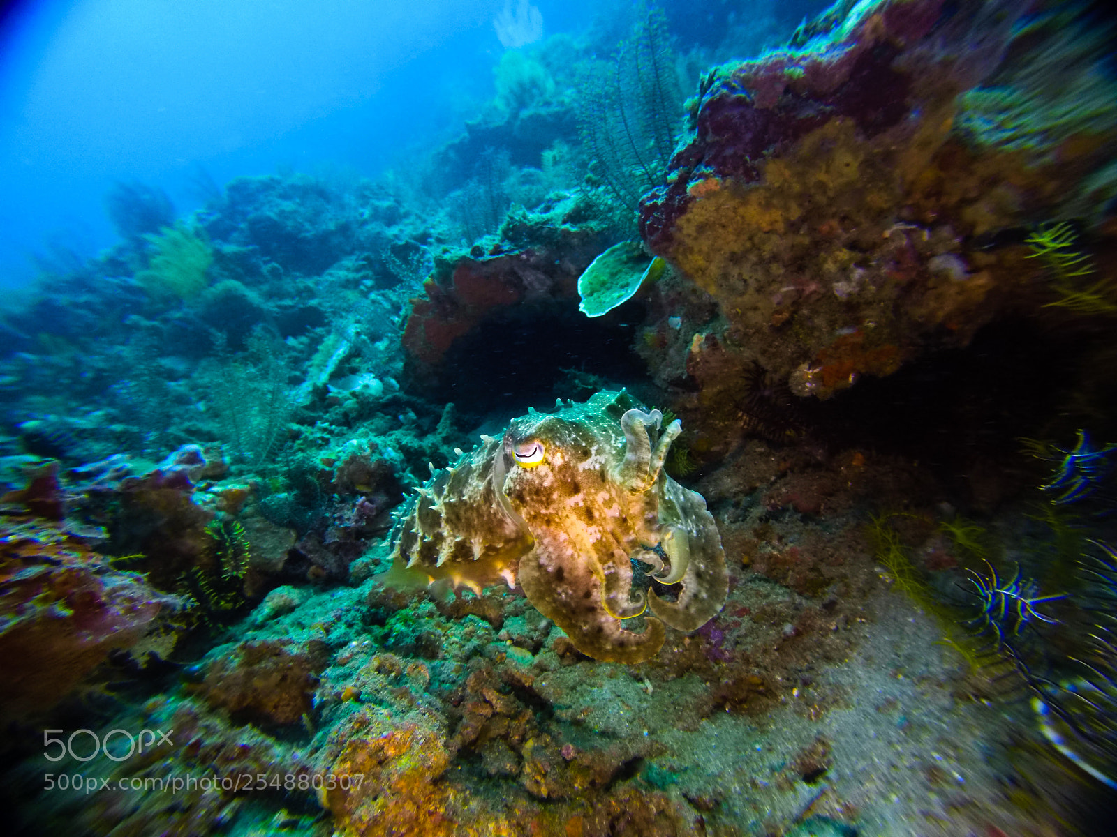 GoPro Hero5 Black sample photo. Noctambulant squid photography