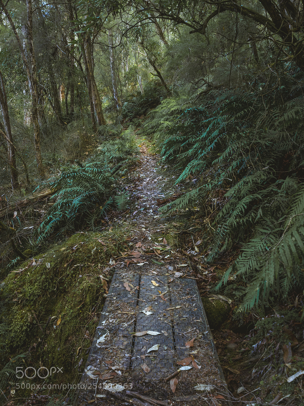 Nikon D7200 sample photo. Follow the path at photography