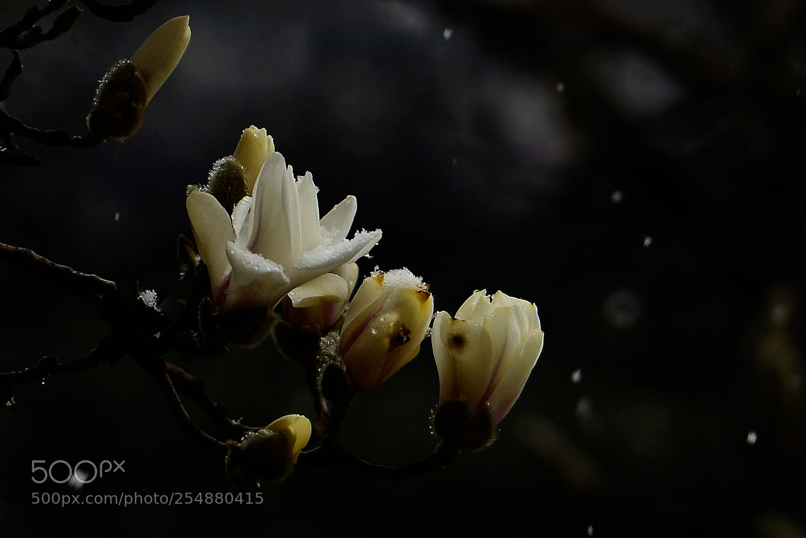 Nikon D800 sample photo. Untitled photography