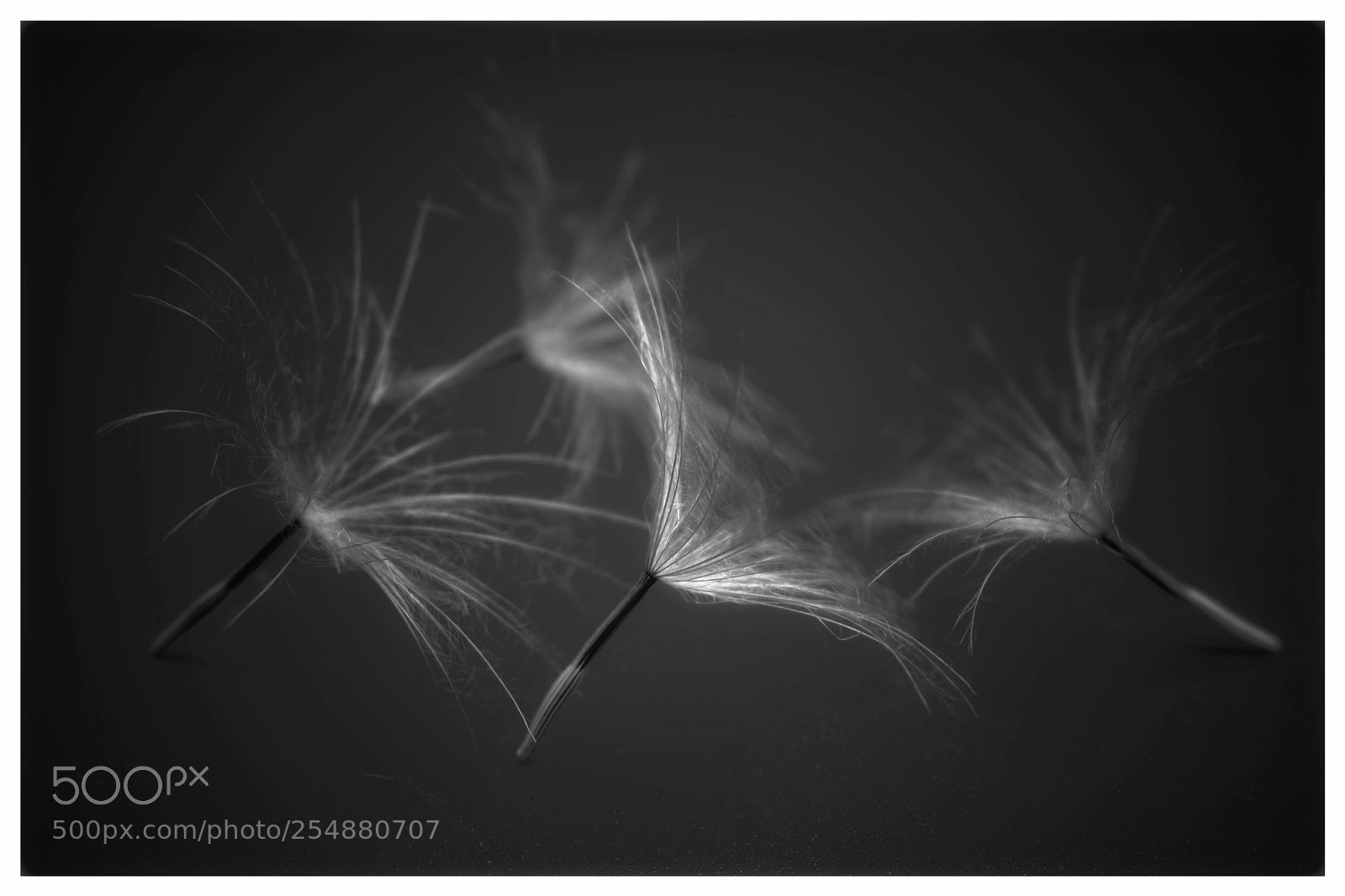 Nikon D3400 sample photo. Dandelion art photography