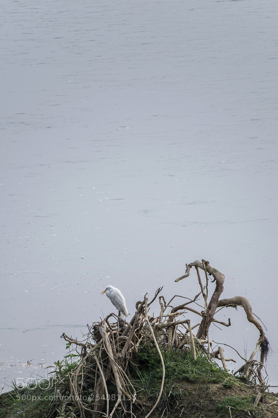 Nikon D610 sample photo. Bird photography