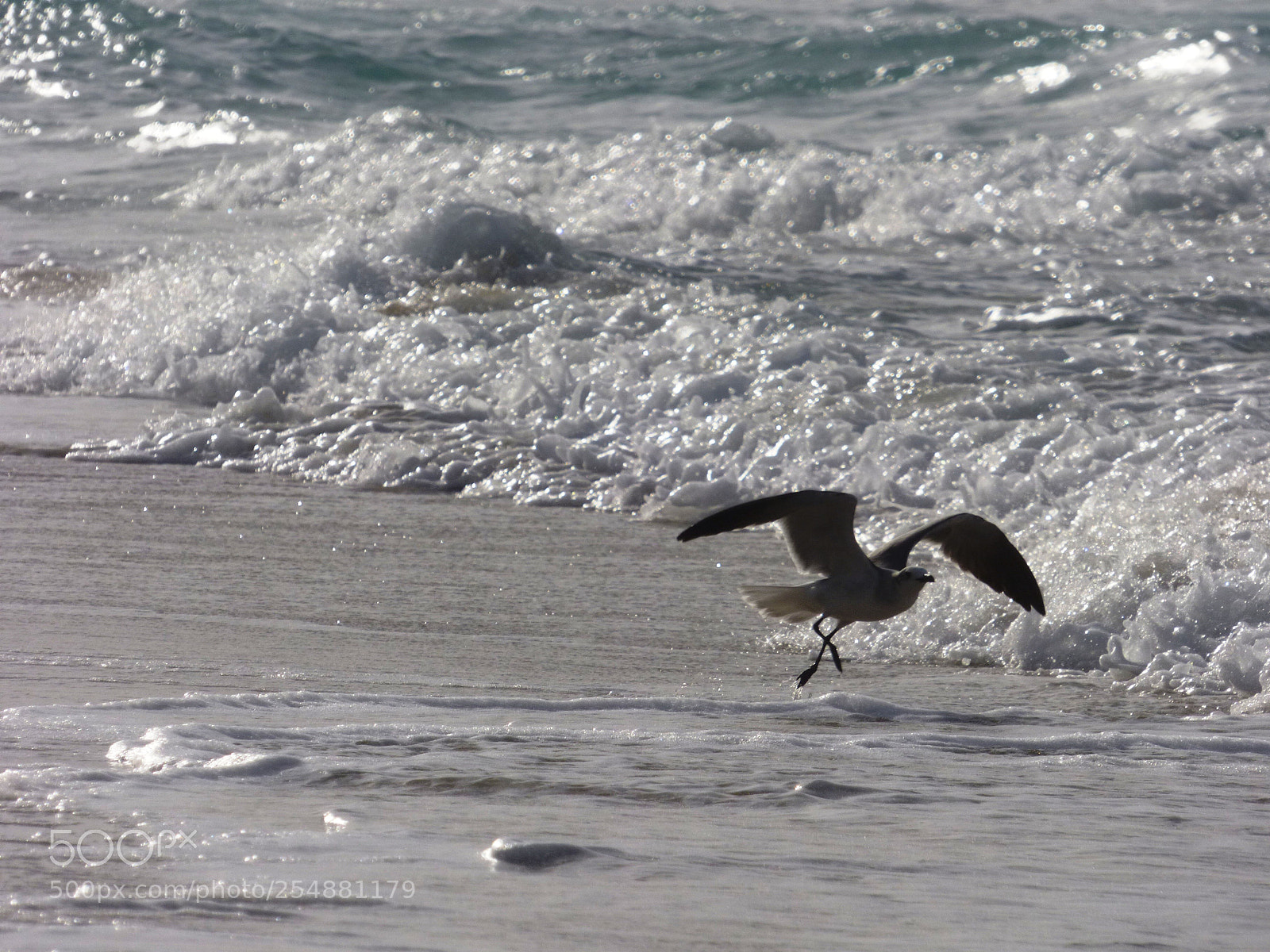 Panasonic Lumix DMC-FZ70 sample photo. Seagull flight lifting photography