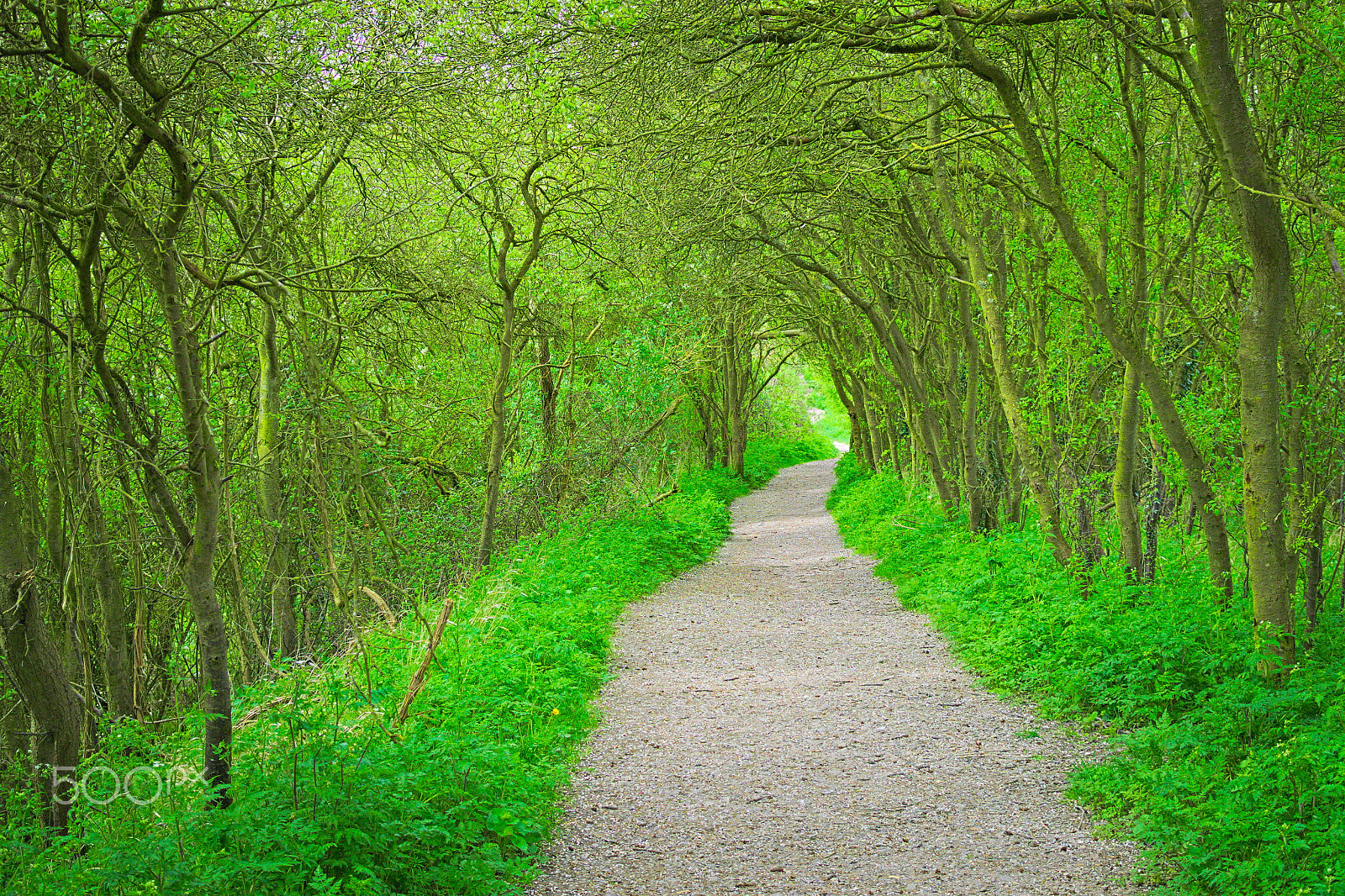 Nikon 1 V2 sample photo. Green bowered footpath photography