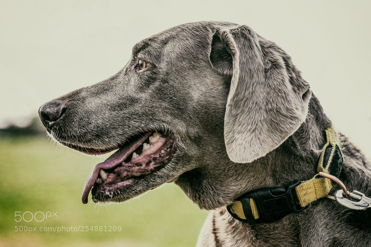 Canon EOS 5D sample photo. Dog photography