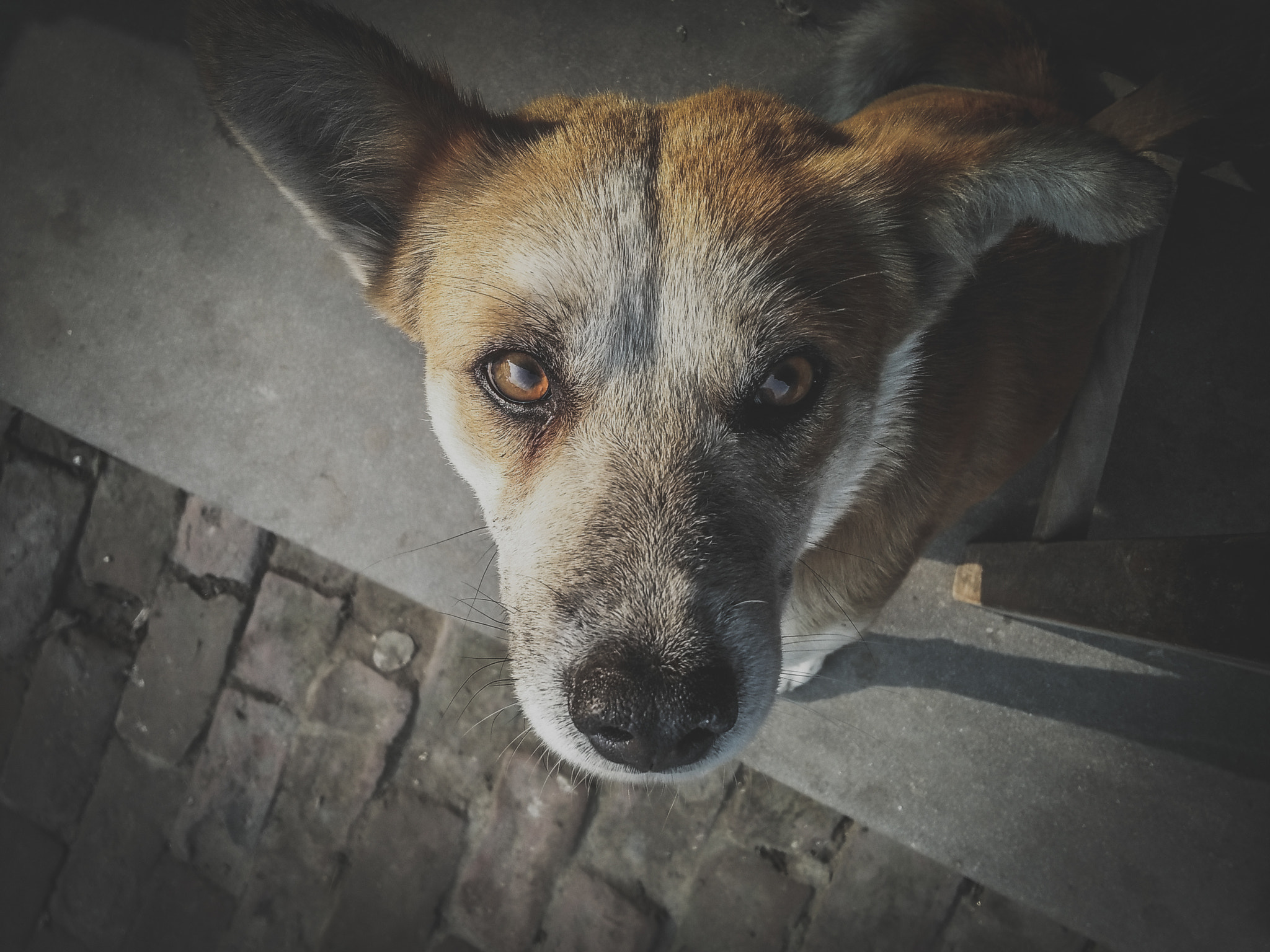OPPO A37fw-International sample photo. Dog photography