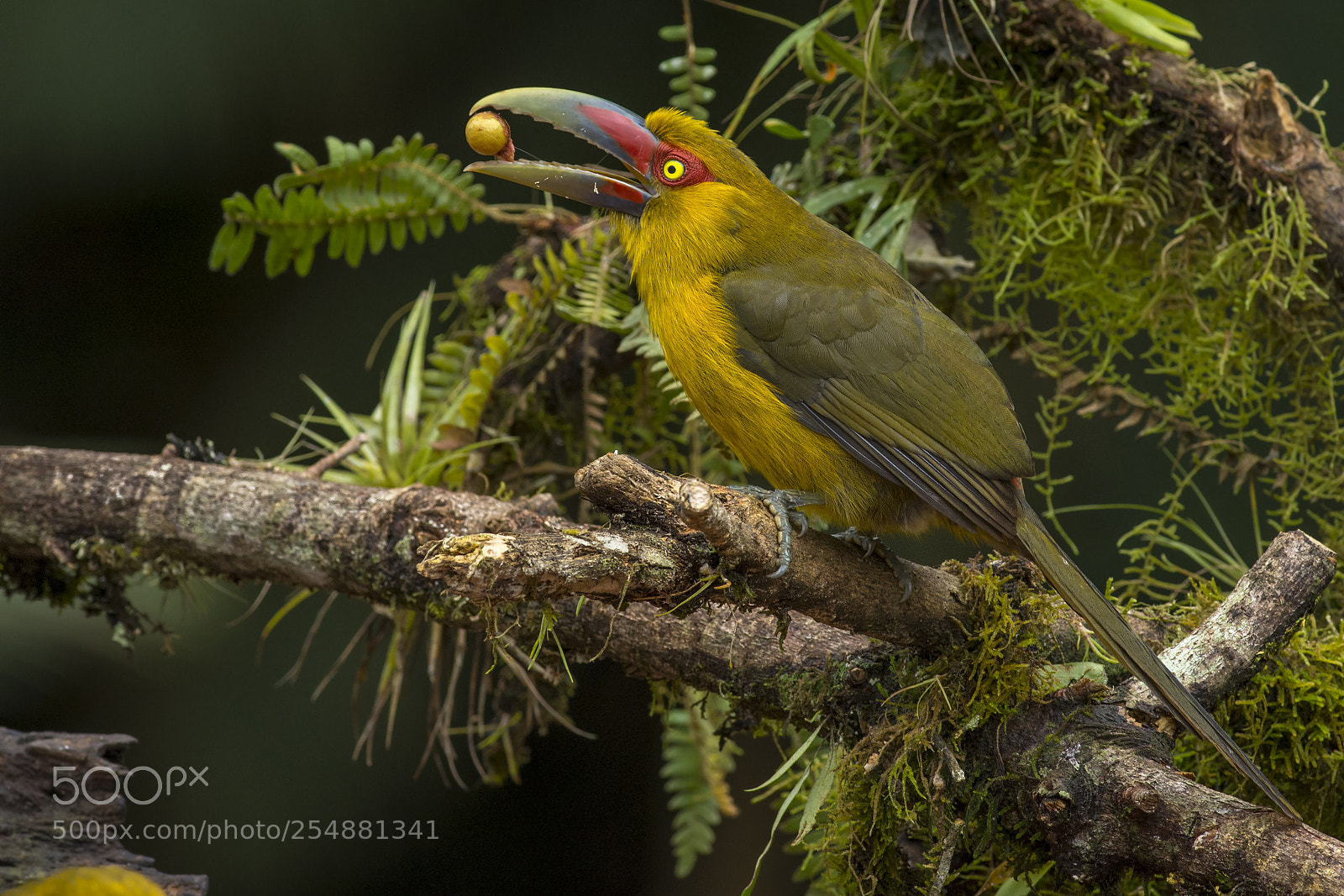 Nikon D7200 sample photo. Saffron toucanet photography