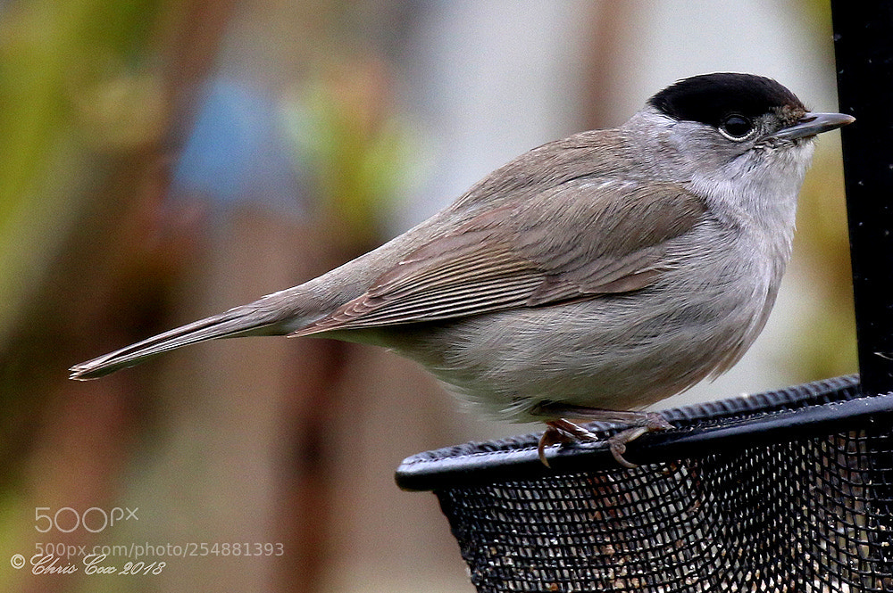 Canon EOS 7D Mark II sample photo. Blackcap photography