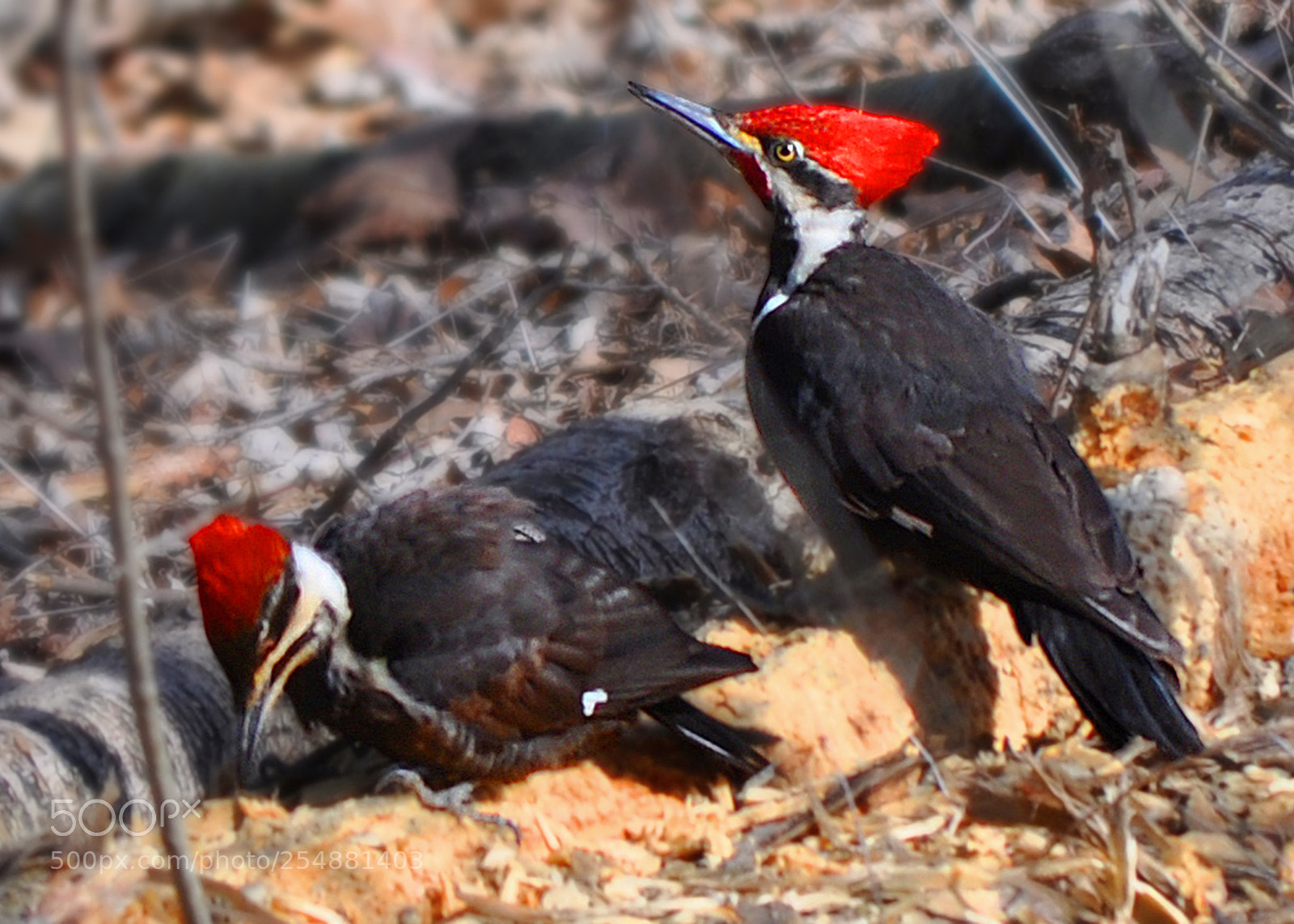 Nikon D5000 sample photo. Pileated pair photography