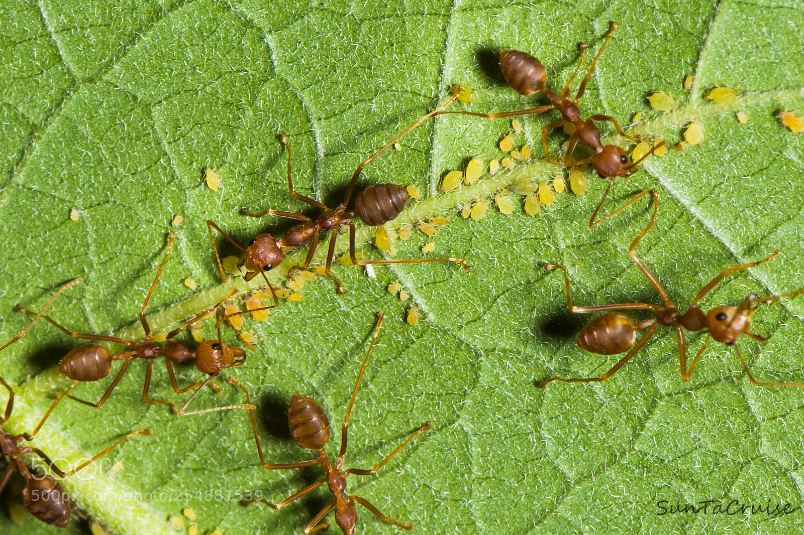 Nikon D7200 sample photo. Ant and aphid. photography