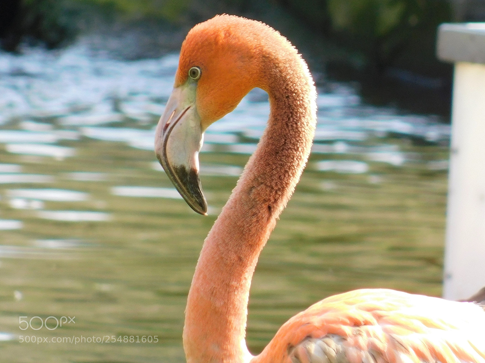Nikon Coolpix B500 sample photo. Flamingo photography