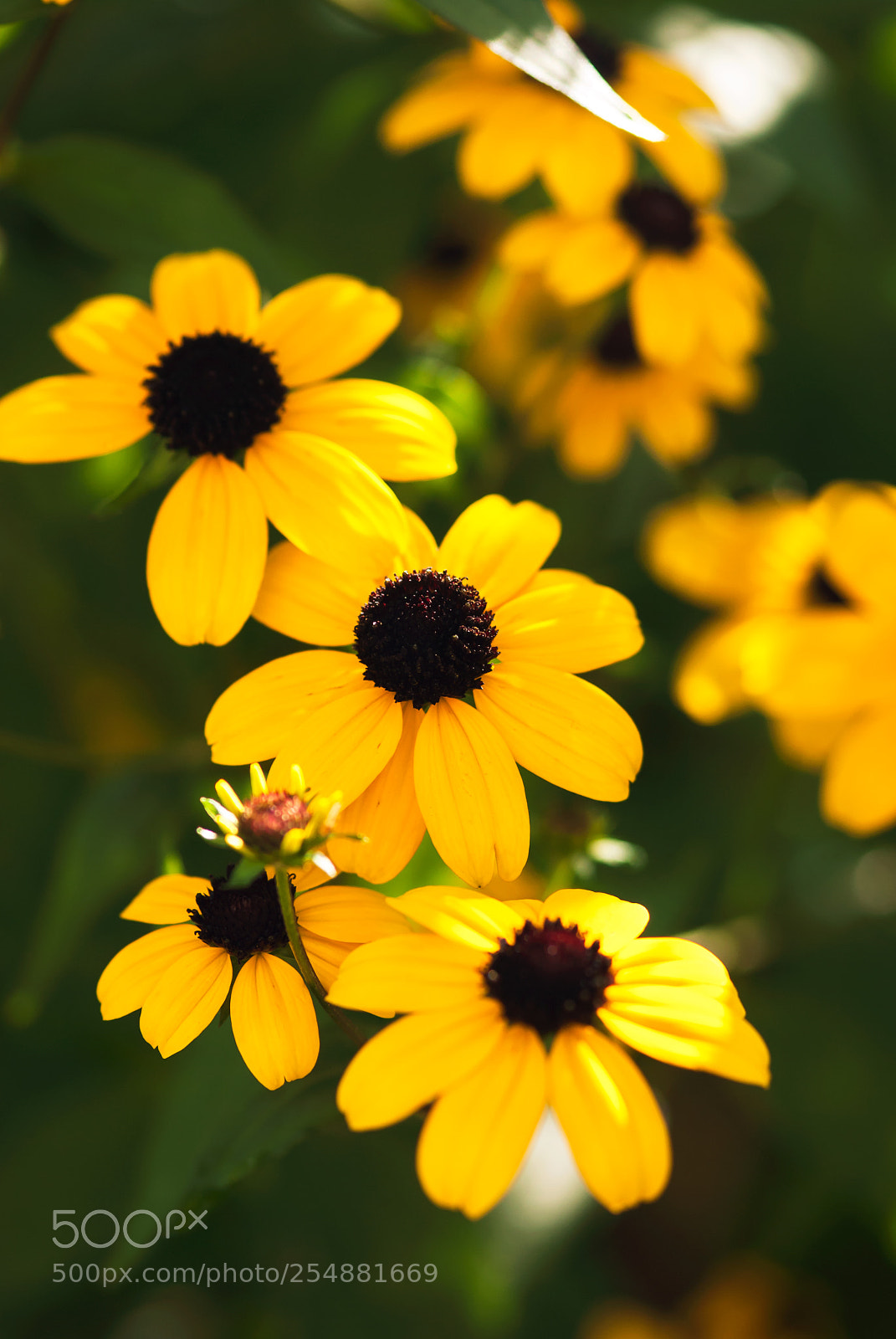 Nikon D60 sample photo. Black eyed susan trio photography
