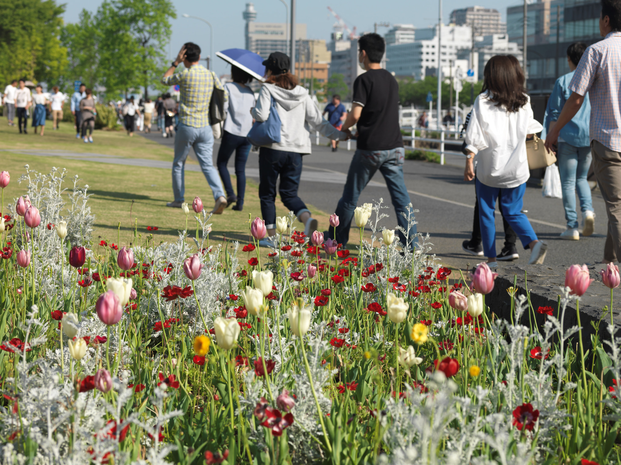 Hasselblad H3D-39 sample photo. Flowers photography